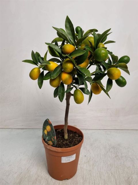 Citrus japonica 'Margarita'
