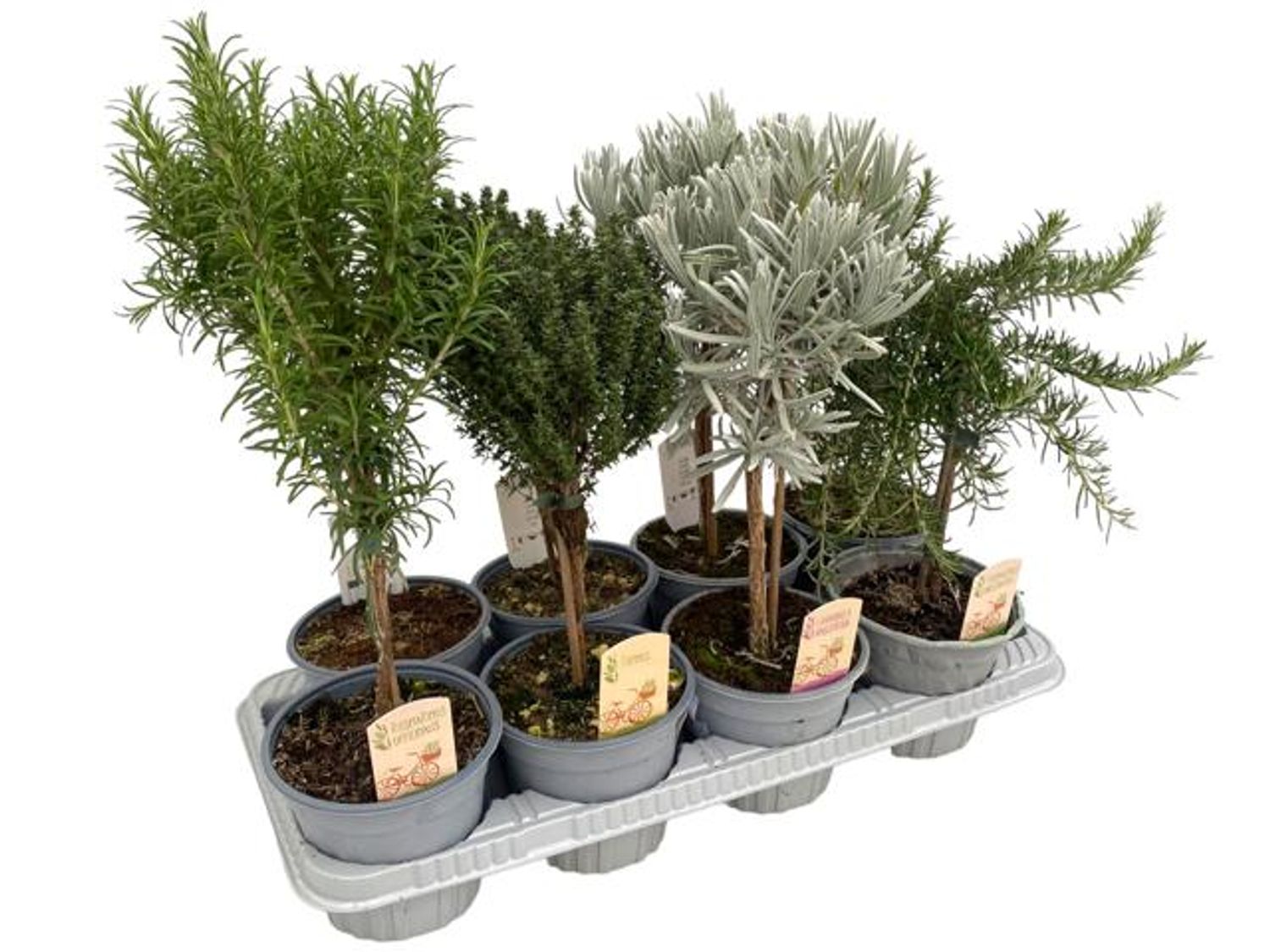 Herbs MIX — Plant Wholesale FlorAccess