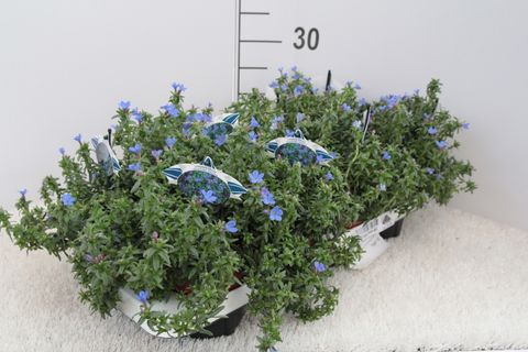 Lithodora diffusa 'Heavenly Blue'