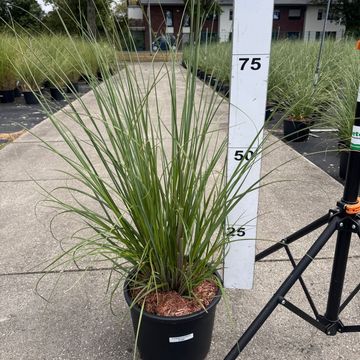 Cortaderia selloana 'Evita'