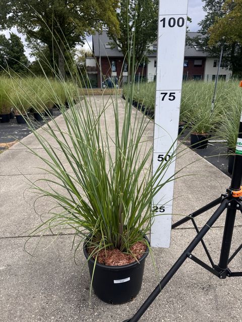 Cortaderia selloana 'Evita'