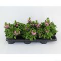 Scaevola SURDIVA PINK BLUE