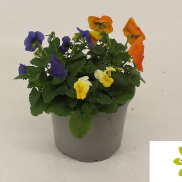 Viola CORNUTA MIX IN POT