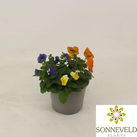 Viola CORNUTA MIX IN POT
