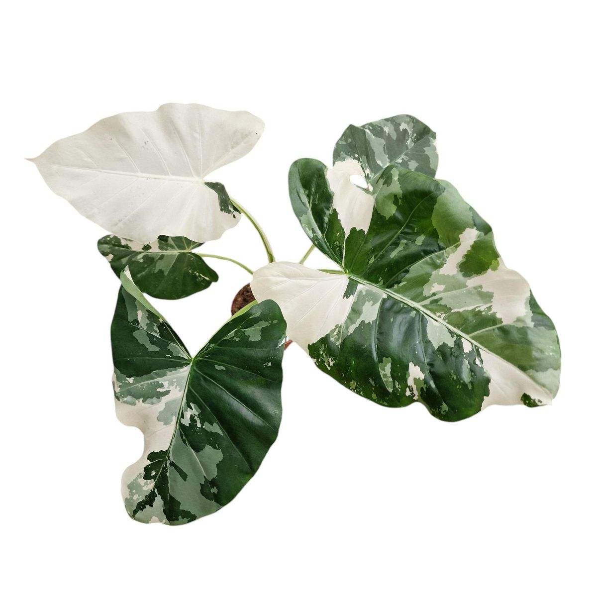 Lg. Alocasia Macrorrhiza Variegata Elephant Ear Plant In 4" Pot - Kens - Foto 11