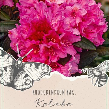 Rhododendron YAKUSHIMAMUM MIX (Y)