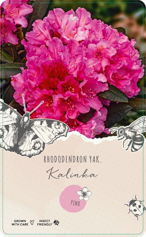 Rhododendron YAKUSHIMAMUM MIX