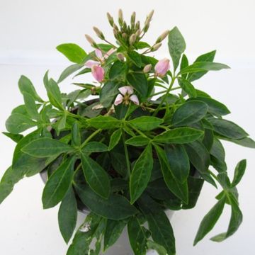 Cleome SENORITA CAROLINA