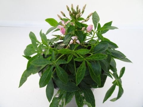 Cleome SENORITA CAROLINA