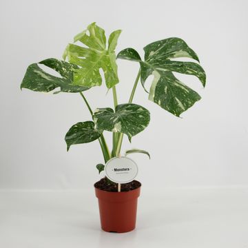Monstera 'Thai Constellation'