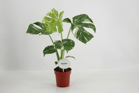 Monstera 'Thai Constellation'