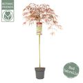 Acer palmatum 'Garnet'