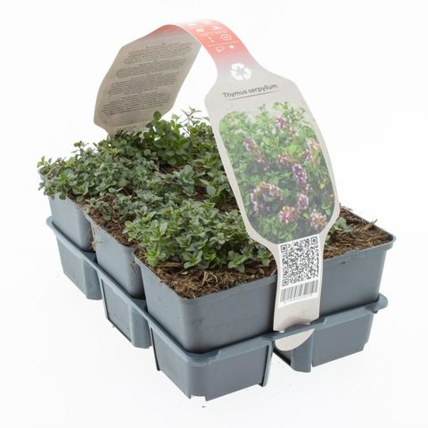 Thymus serpyllum