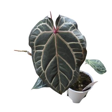 Anthurium DocBlock Zara® '29' X (Michelle® X Zara®) '28'