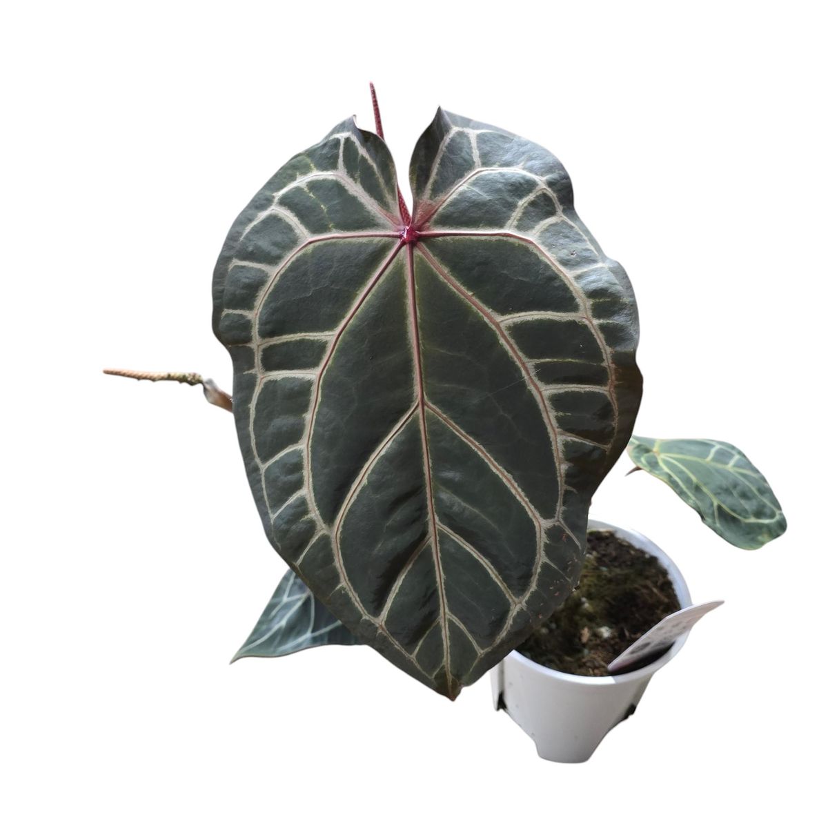 Anthurium DocBlock Zara® '29' X (Michelle® X Zara®) '28' — Plant