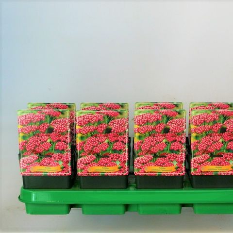 Achillea millefolium 'Summerwine' — Plant Wholesale FlorAccess