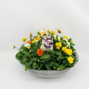 Viola CORNUTA MIX IN POT