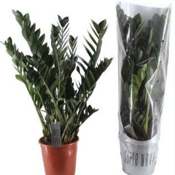 Zamioculcas zamiifolia SUPER NOVA