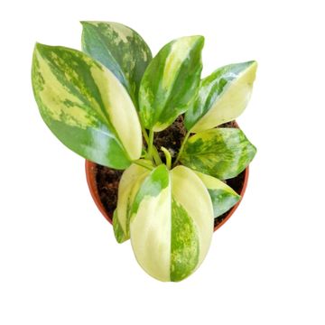 Филодендрон burle-marxii 'Variegata'