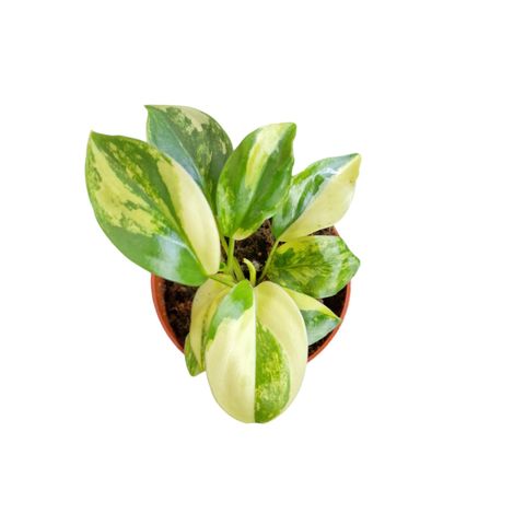 Philodendron burle-marxii 'Variegata'