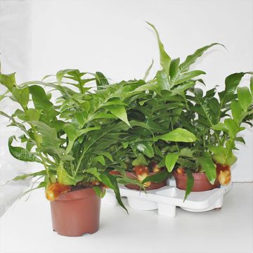 Aglaomorpha coronans 'Snake Leaf'