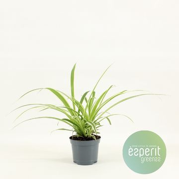 Chlorophytum comosum 'Вариегатум'