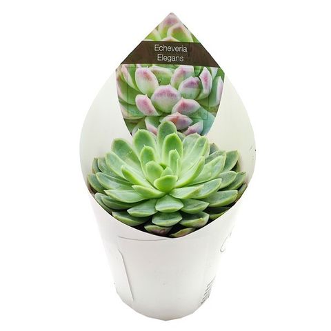 Echeveria elegans