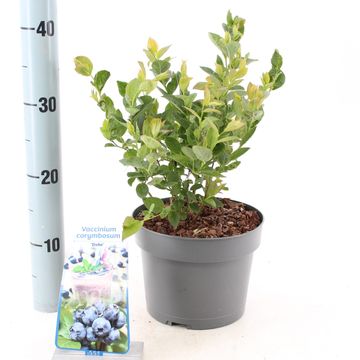 Vaccinium corymbosum 'Duke'