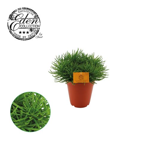 Senecio archeri 'Himalaya'