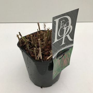 Miscanthus sinensis 'Flamingo'