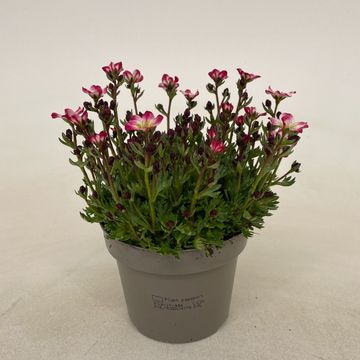Saxifraga MARTO PICOTEE RED