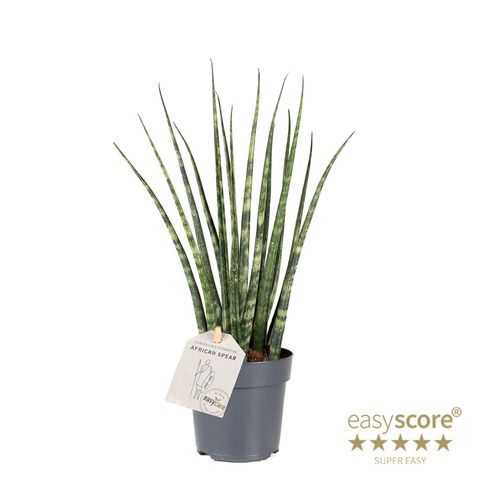 Sansevieria parva