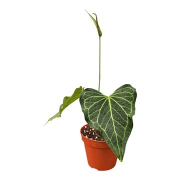 Anthurium 'Delta Force'