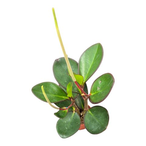 Peperomia obtusifolia 'Red Edge'