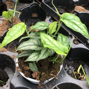 Monstera siltepecana