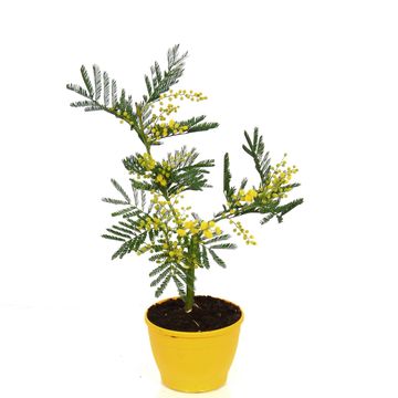 Acacia dealbata