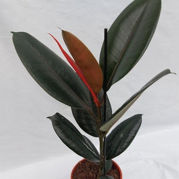 Ficus elastica 'Burgundy'