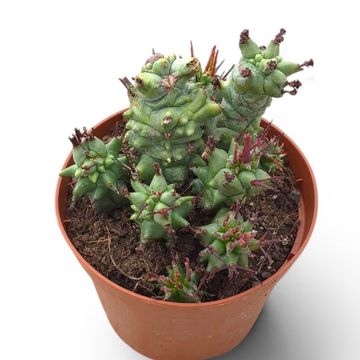 Euphorbia horrida monstruosa