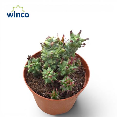 Euphorbia horrida monstruosa