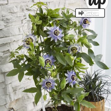 Passiflora caerulea 'Duuk'