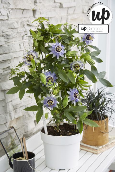 Passiflora caerulea 'Duuk'