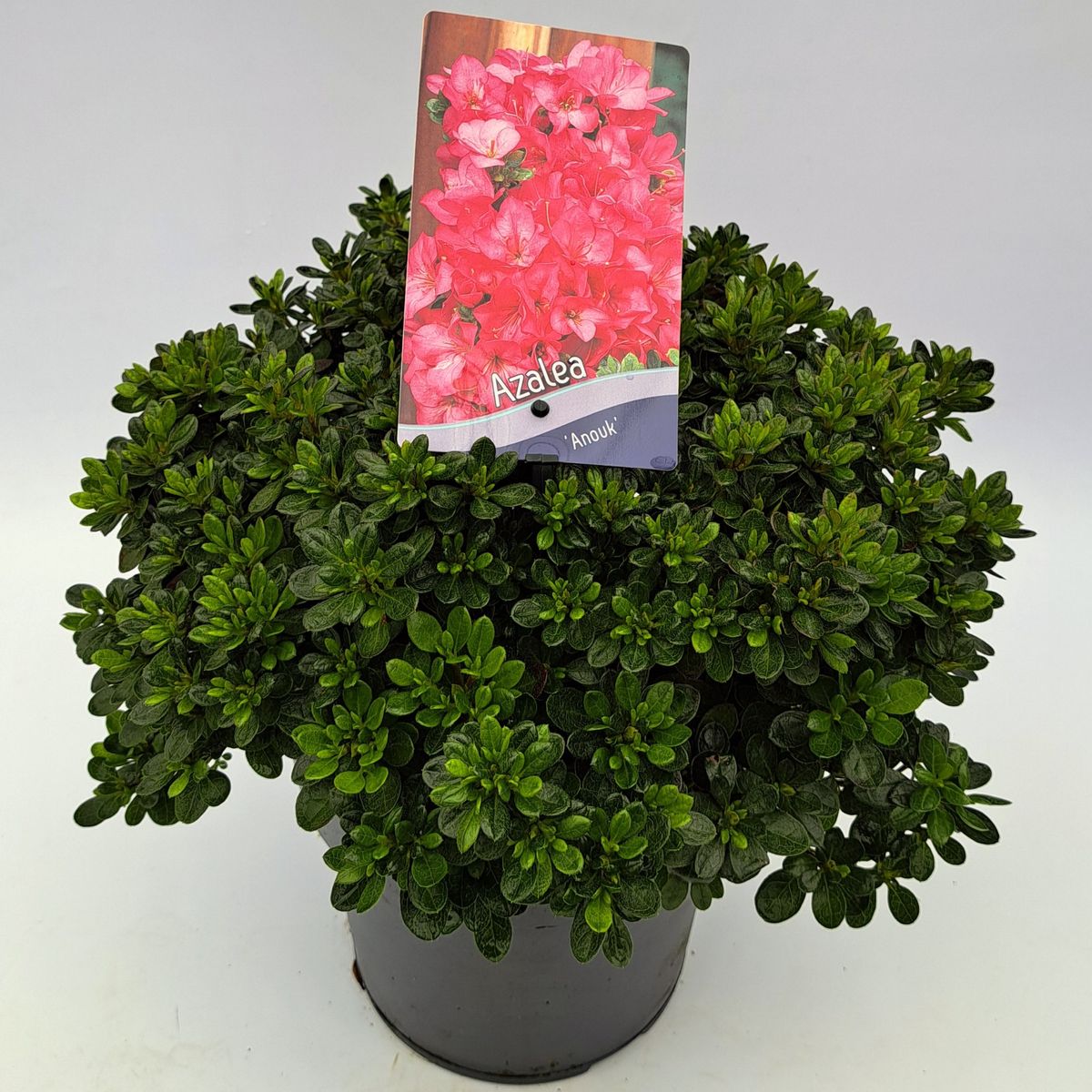 Rhododendron 'Anouk' (AJ)  Plant Wholesale FlorAccess