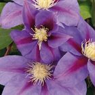 Clematis 'Barbara Jackman' (EL)