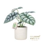 Alocasia 'Silver Dragon'