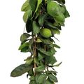 Citrus x meyeri 'Meyer'