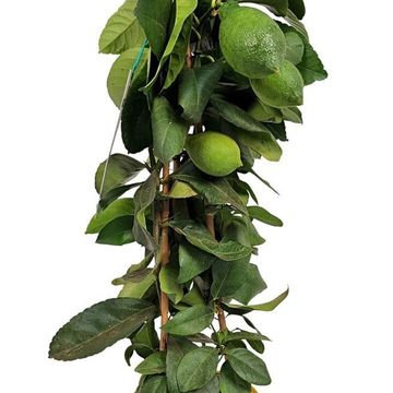 Citrus x meyeri 'Meyer'