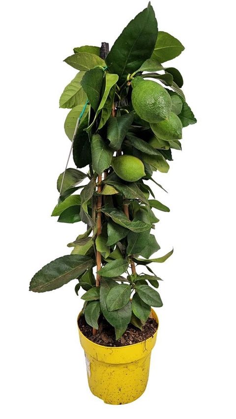 Citrus x meyeri 'Meyer'