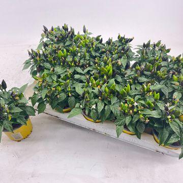 Capsicum annuum 'Salsa Yellow'