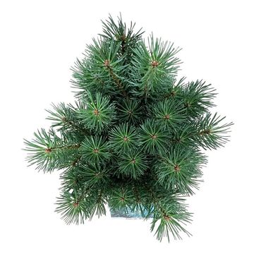 Pinus sylvestris 'Watereri'