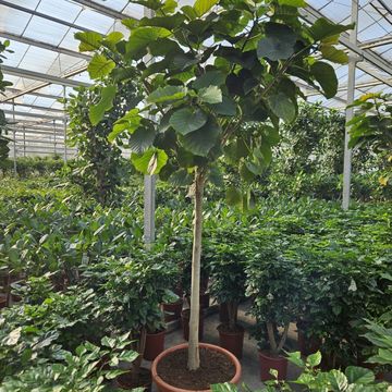 Ficus umbellata